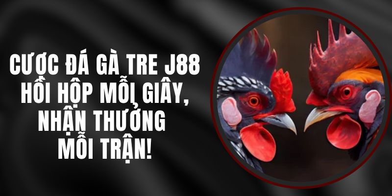 Cược Đá Gà Tre J88 – Hồi Hộp Mỗi Giây, Nhận Thưởng Mỗi Trận!