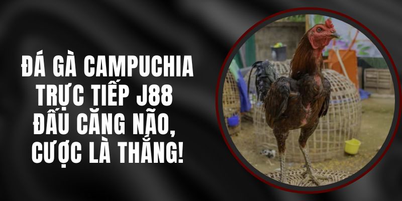 Đá Gà Campuchia Trực Tiếp J88 – Đấu Căng Não, Cược Là Thắng!